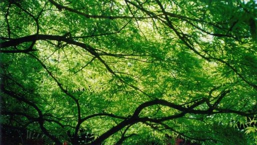 Bild eines F&auml;cherfeder Baumes mit Blick hoch die Baumkrone